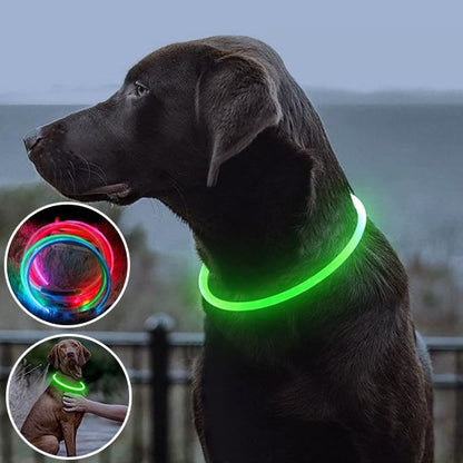 Collier lumineux chien | Haute visibilité - La Maison Ideale Des Chiens