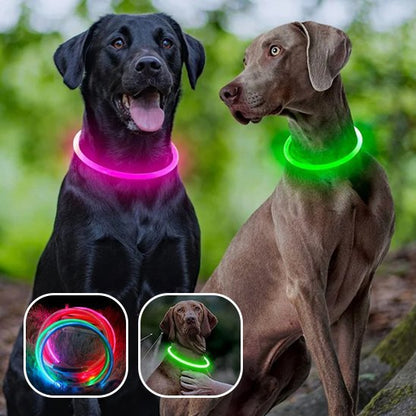 Collier lumineux chien | Haute visibilité - La Maison Ideale Des Chiens