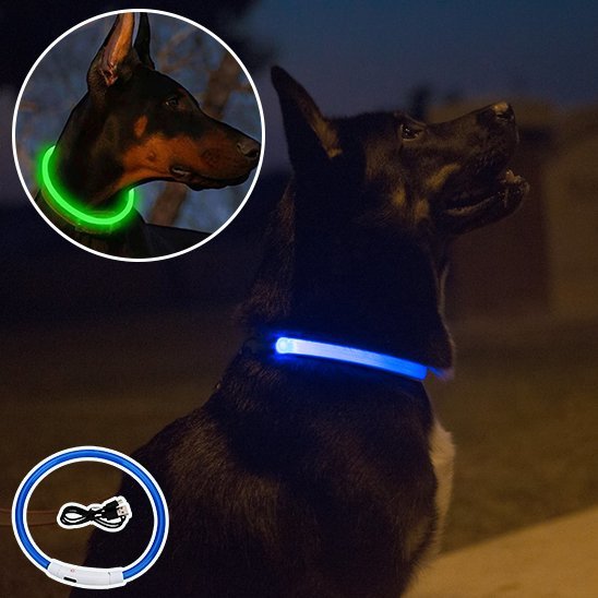 Collier lumineux chien | Haute visibilité - La Maison Ideale Des Chiens