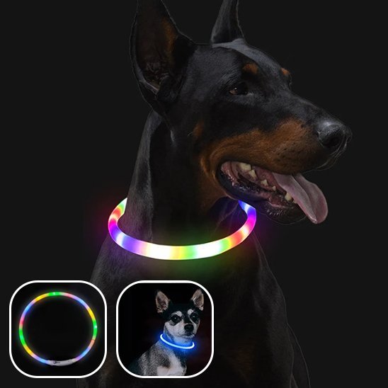Collier lumineux chien | Haute visibilité - La Maison Ideale Des Chiens