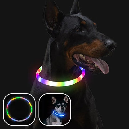 Collier lumineux chien | Haute visibilité - La Maison Ideale Des Chiens