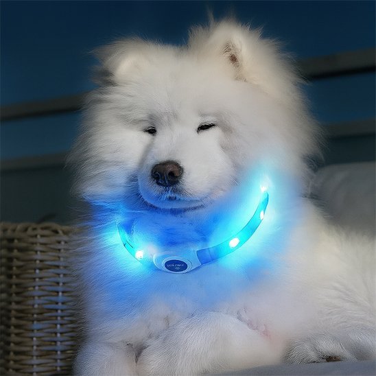 Collier lumineux chien | NightSafe - La Maison Ideale Des Chiens