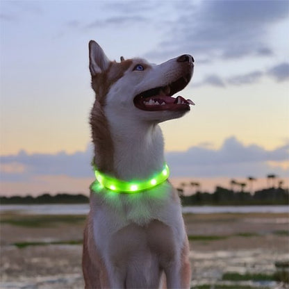 Collier lumineux chien | NightSafe - La Maison Ideale Des Chiens