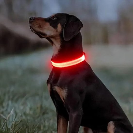 Collier lumineux pour chien | NightSafe - La Maison Ideale Des Chiens