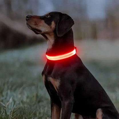 Collier lumineux pour chien | NightSafe - La Maison Ideale Des Chiens
