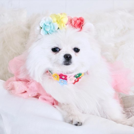 Collier pour chien | Comfort Élégance - La Maison Ideale Des Chiens