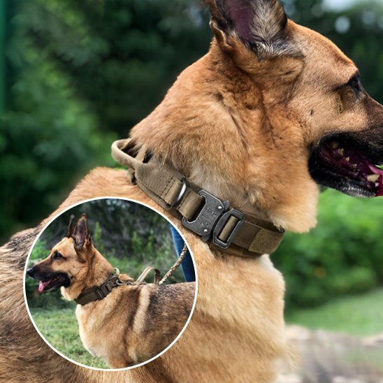 Collier pour chien | Durable & Ajustable - La Maison Ideale Des Chiens