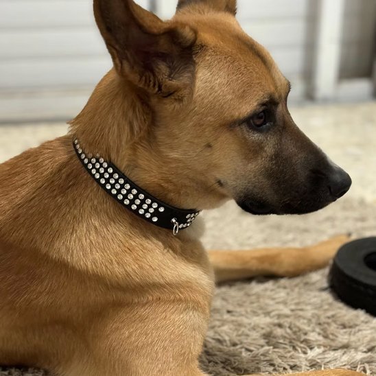 Collier pour chien | Élégance Durable - La Maison Ideale Des Chiens