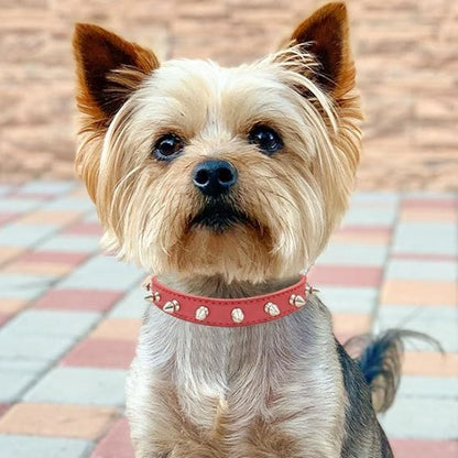 Collier pour chien | Résistant Ajustable - La Maison Ideale Des Chiens