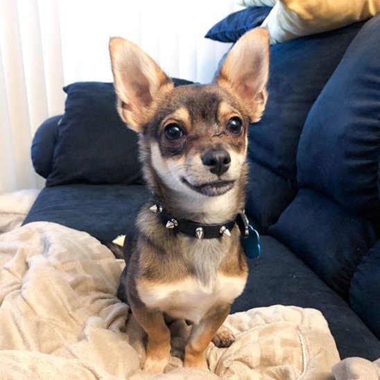 Collier pour chien | Résistant Ajustable - La Maison Ideale Des Chiens