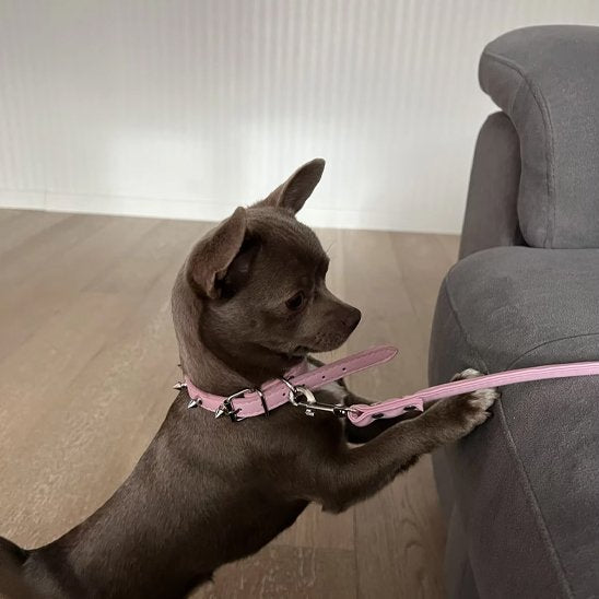 Collier pour chien | Résistant Ajustable - La Maison Ideale Des Chiens