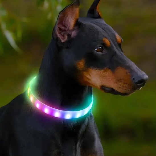 Collier pour chien | Robust - La Maison Ideale Des Chiens