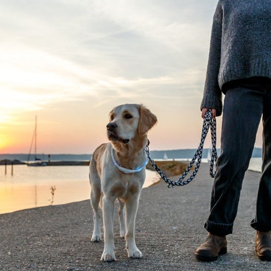 Collier pour chien | Robust - La Maison Ideale Des Chiens
