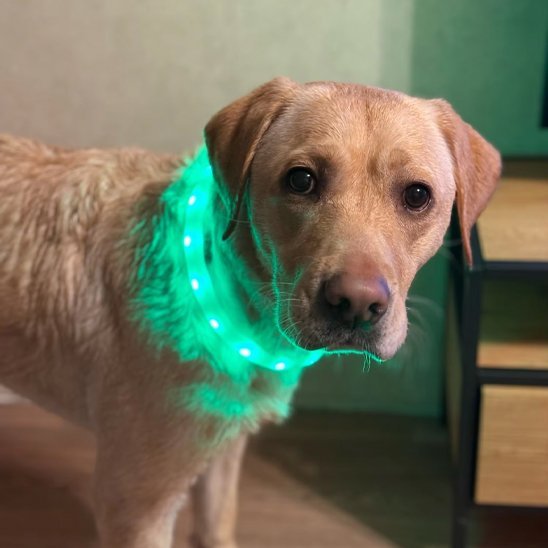 Collier pour chien | Robust - La Maison Ideale Des Chiens