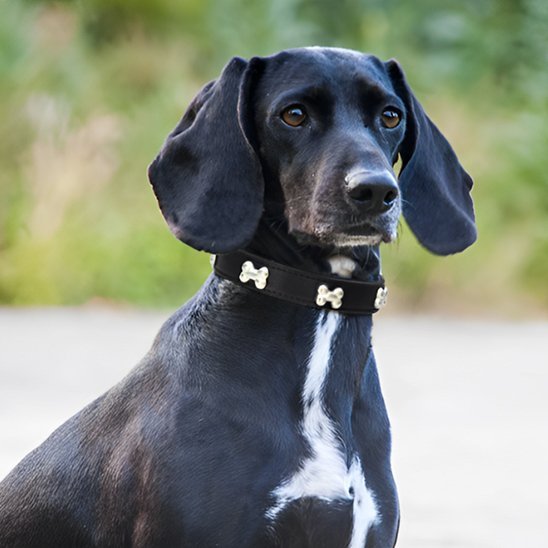 Collier pour chien | Robust - Élégance - La Maison Ideale Des Chiens