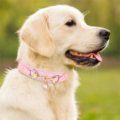 Collier pour Chien | Robuste & Ajustable - La Maison Ideale Des Chiens