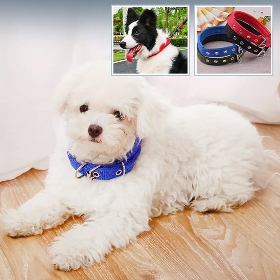 Collier pour chien | Robustyle - La Maison Ideale Des Chiens