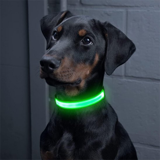 Colliers lumineux pour chiens | NightSafe - La Maison Ideale Des Chiens