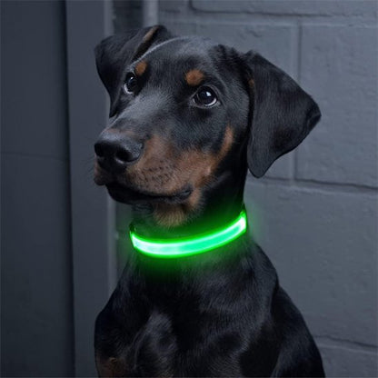 Colliers lumineux pour chiens | NightSafe - La Maison Ideale Des Chiens