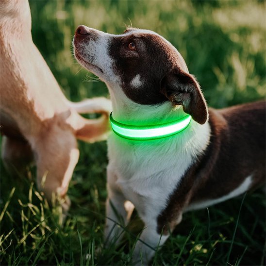 Colliers lumineux pour chiens | NightSafe - La Maison Ideale Des Chiens