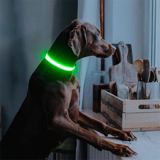 Colliers lumineux pour chiens | NightSafe - La Maison Ideale Des Chiens
