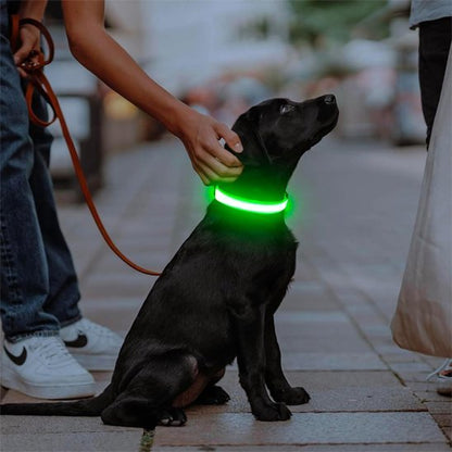Colliers lumineux pour chiens | NightSafe - La Maison Ideale Des Chiens