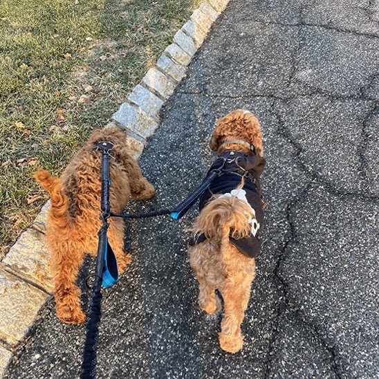 Double laisse pour chien | Promenade Confort - La Maison Ideale Des Chiens