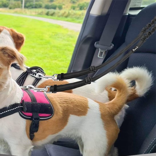 Double laisse pour chien | PromenDuo - La Maison Ideale Des Chiens