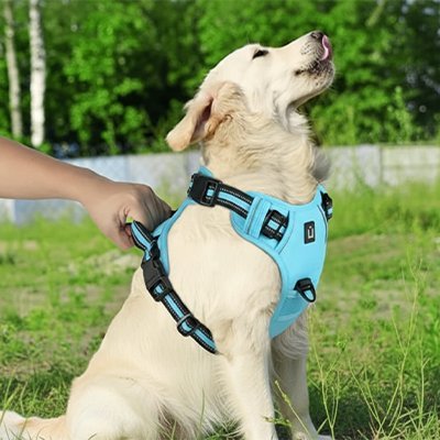Harnais chien | Sécuriconfort - La Maison Ideale Des Chiens
