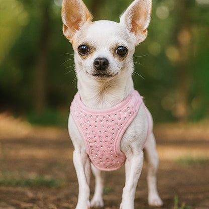 Harnais petit chien | ComfortSecure - La Maison Ideale Des Chiens