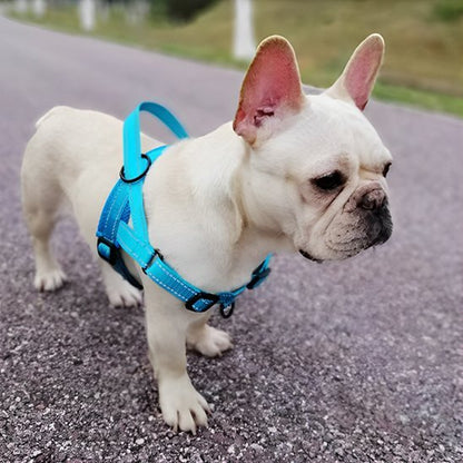 Harnais pour chien | Comfort - Secure - La Maison Ideale Des Chiens