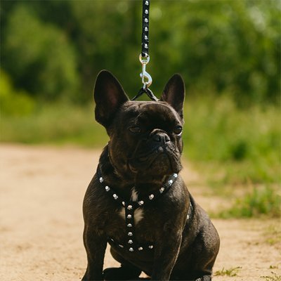 Harnais pour Chien | ComfortSécur - La Maison Ideale Des Chiens