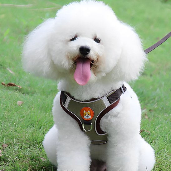 Harnais pour chien | Confort Ajustable - La Maison Ideale Des Chiens