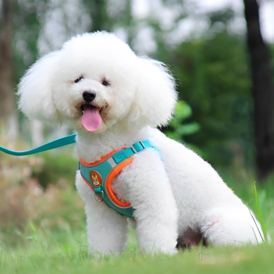 Harnais pour chien | Confort Ajustable - La Maison Ideale Des Chiens