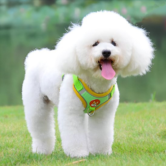 Harnais pour chien | Confort Ajustable - La Maison Ideale Des Chiens