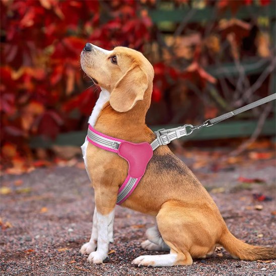 Harnais pour chien | Confort Ajustable - La Maison Ideale Des Chiens