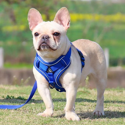 Harnais pour chien | Confort Sécurisé - La Maison Ideale Des Chiens