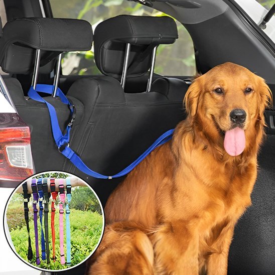 Laisse chien | Robuste - La Maison Ideale Des Chiens