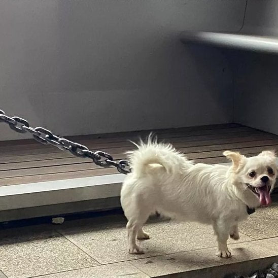 Laisse chien | Robuste & Ergonomique - La Maison Ideale Des Chiens