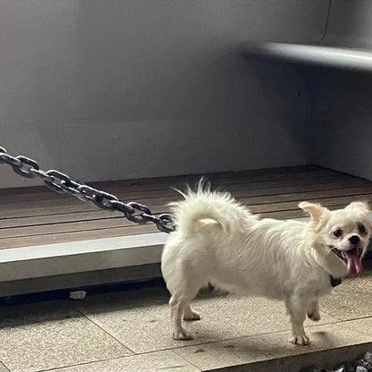 Laisse chien | Robuste & Ergonomique - La Maison Ideale Des Chiens