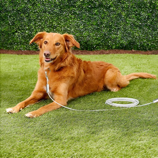 Laisse chien | Sécuri - Confort - La Maison Ideale Des Chiens