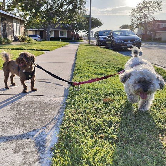 Laisse double pour chien | DuoWalk - La Maison Ideale Des Chiens