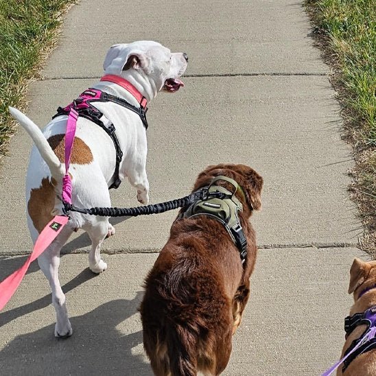 Laisse double pour chien | DuoWalk - La Maison Ideale Des Chiens