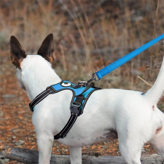 Laisse pour chien | Robuste - La Maison Ideale Des Chiens