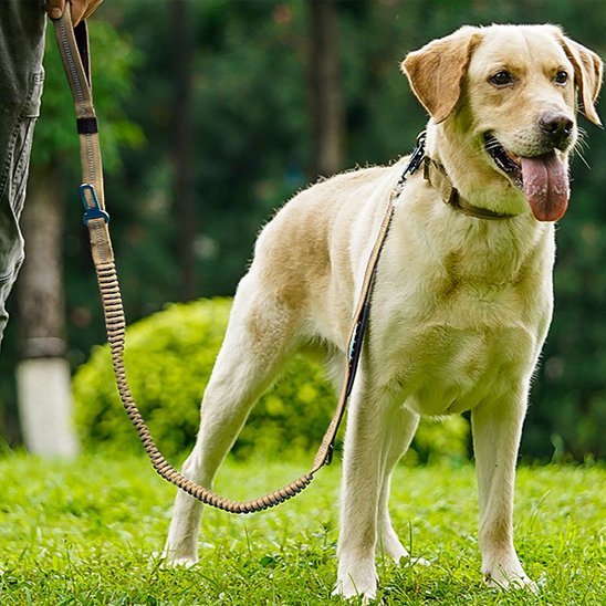 Laisse pour chien | SecuriConfort - La Maison Ideale Des Chiens