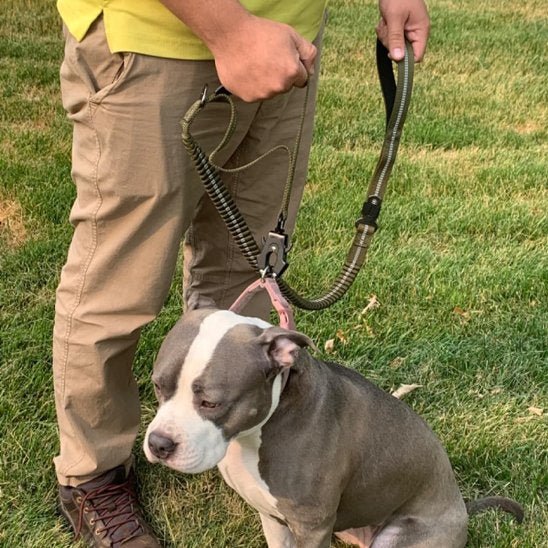 Laisse pour chien | SecuriConfort - La Maison Ideale Des Chiens