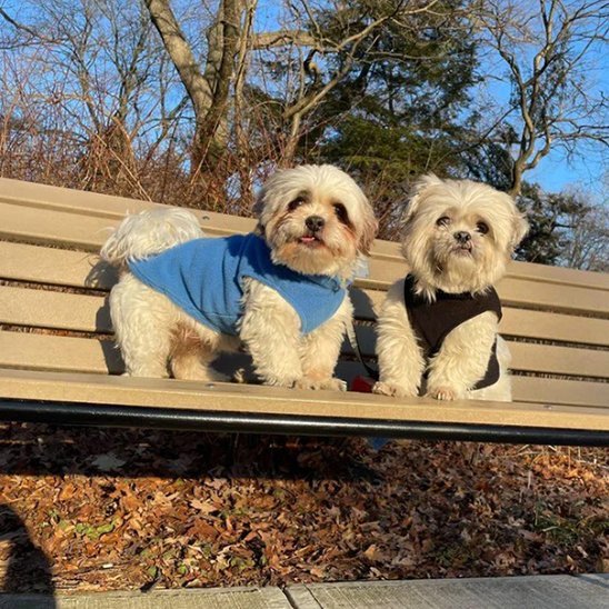 Manteau chien | Imperméable Hivernale - La Maison Ideale Des Chiens