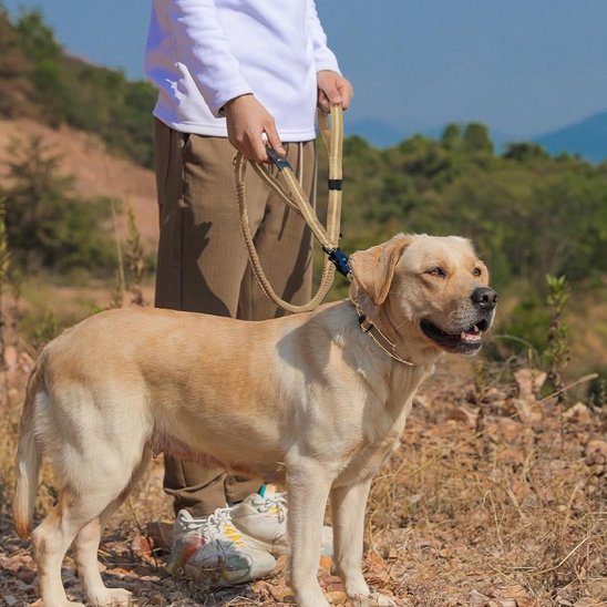 Laisse pour chien | SecuriConfort