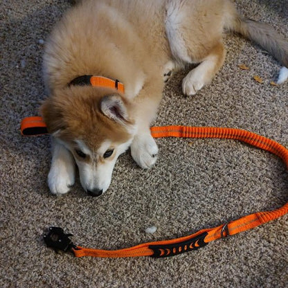Laisse pour chien | SecuriConfort