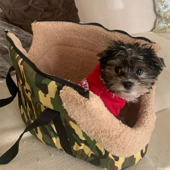 Sac de Transport Chien | Confortable & Ergonomique - La Maison Ideale Des Chiens